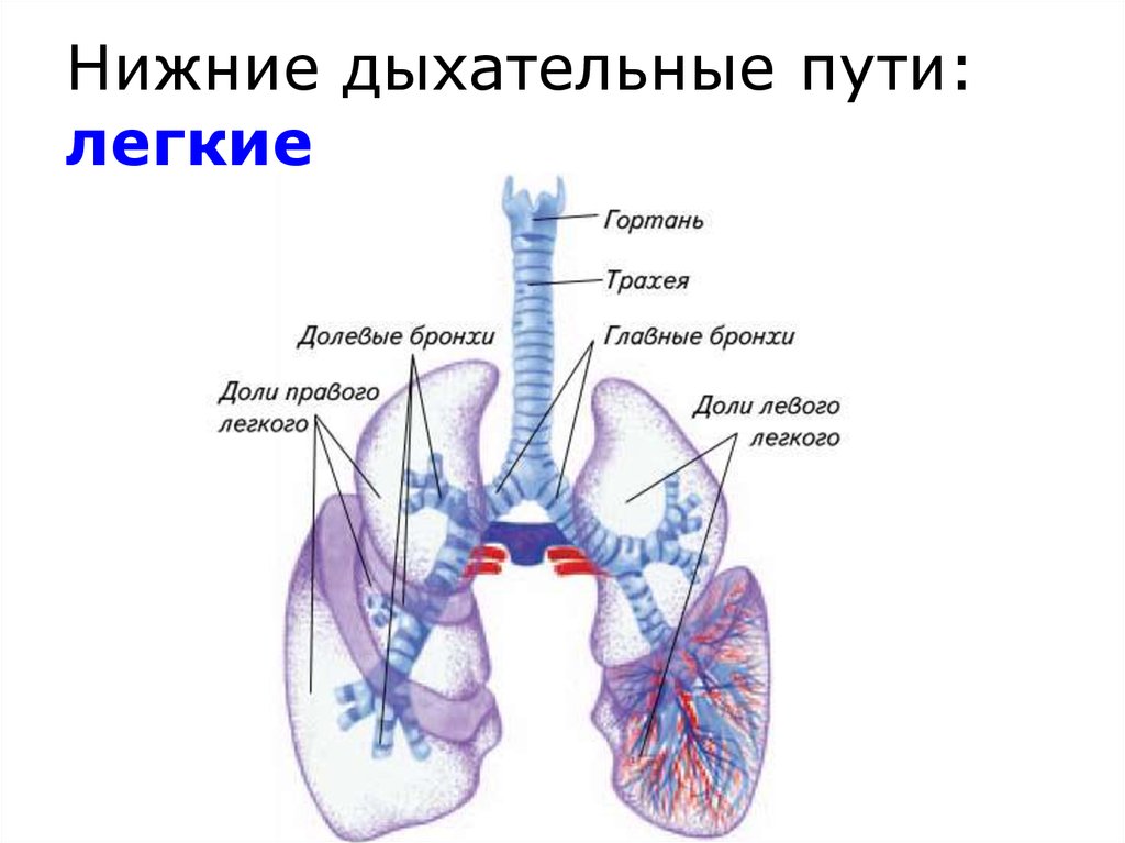 Легочное дыхание строение. Строение нижних дыхательных путей. Дыхательная система человека трахея и бронхи. Строение нижних дыхательных путей человека анатомия. Дыхательная система трахея анатомия человека.