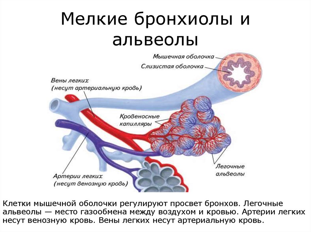 Альвеолярные пузырьки у млекопитающих находятся в. Альвеолы анатомия. Строение бронхи альвеолы бронхиолы. Бронхиолы и артериолы. Респираторная бронхиола строение.
