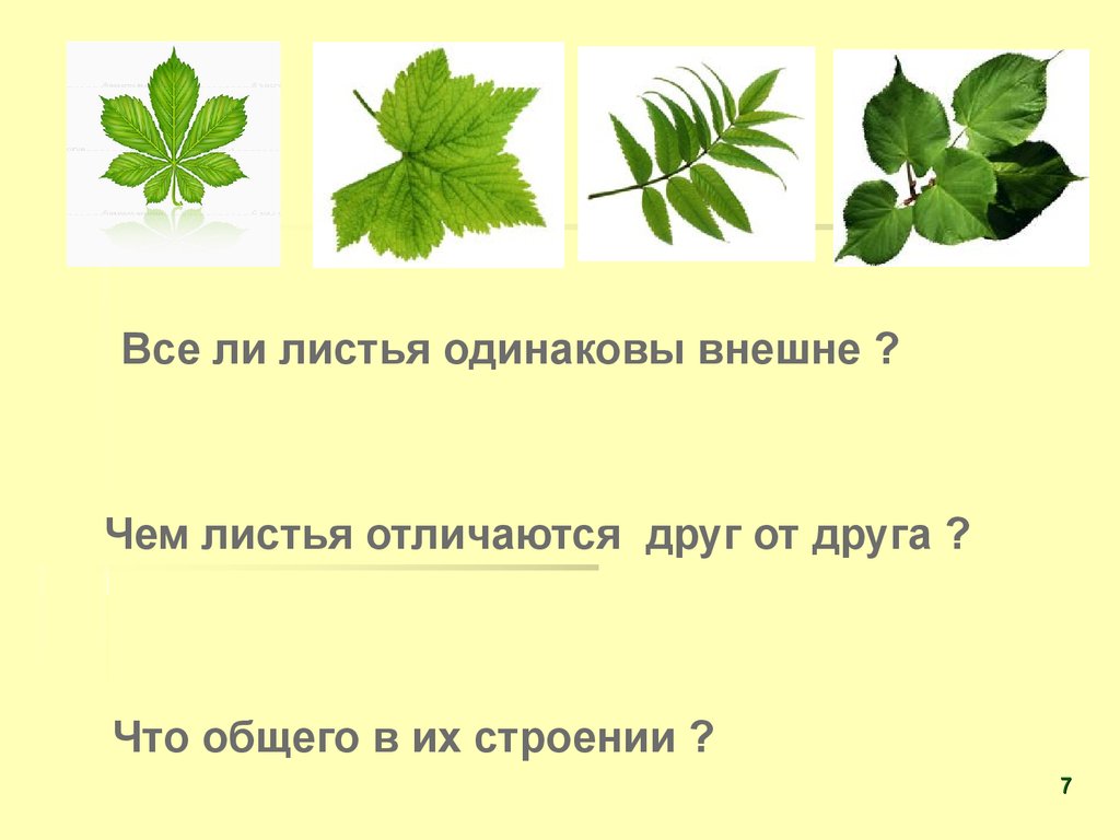 Внешнее строение листа 6 класс биология презентация пасечник