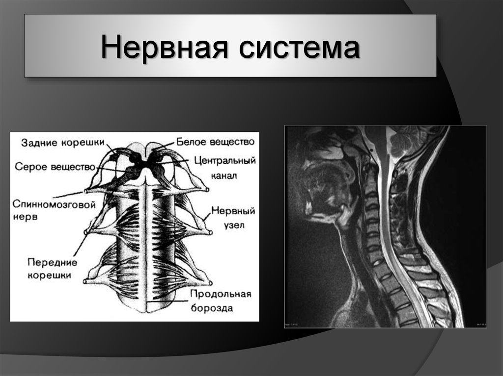 Центр нейрофизиологии. Центральный канал серое и белое вещество. Нейрофизиология нервы. Серая корешка.