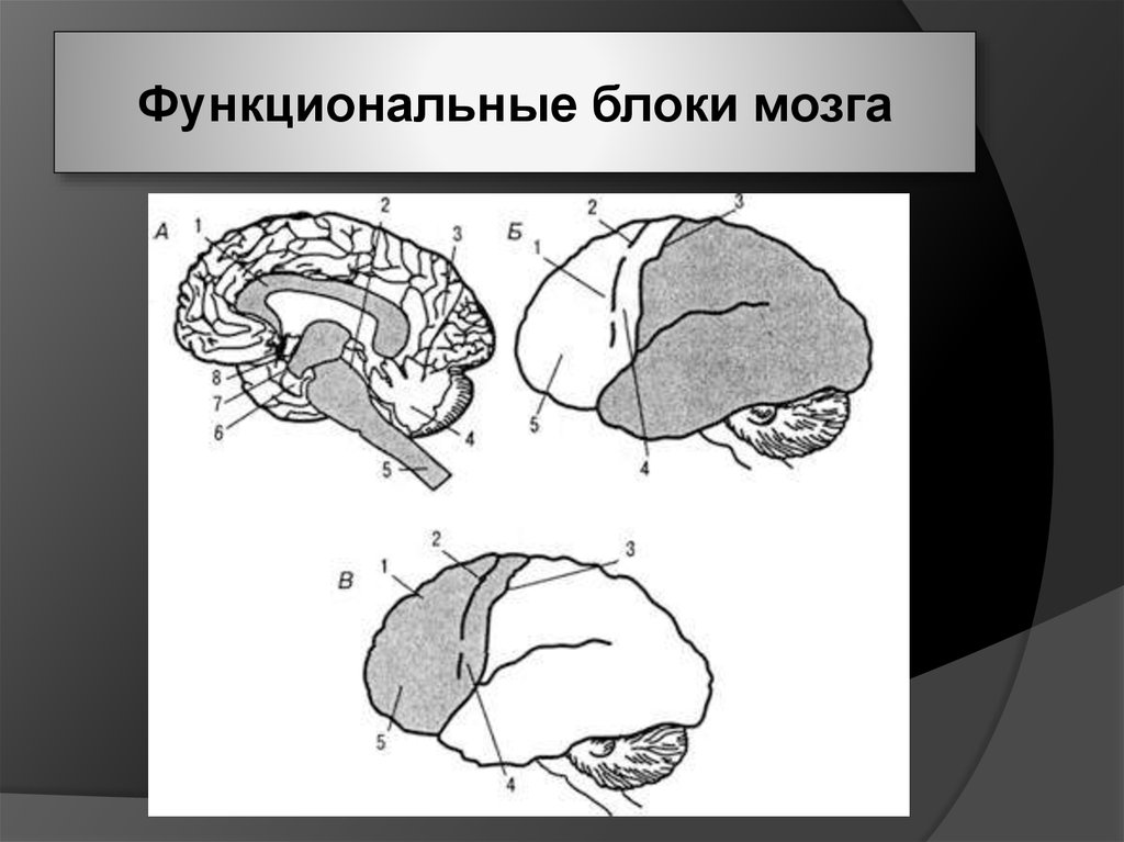 Энергетический блок мозга блок регуляции тонуса и бодрствования презентация