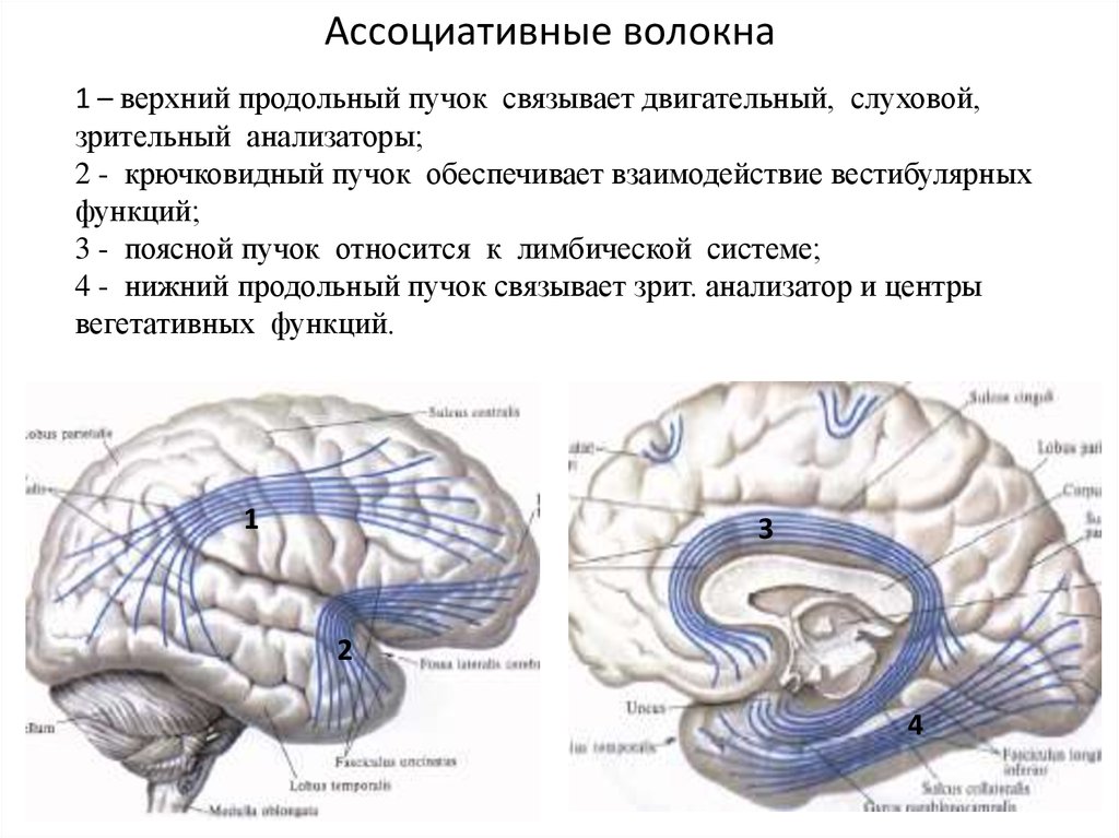 Проводящие волокна мозга. Пучки длинных ассоциативных волокон белого вещества. Ассоциативные волокна белого вещества полушарий. Верхний продольный пучок в головном мозге. Комиссуральные нервные волокна полушарий.