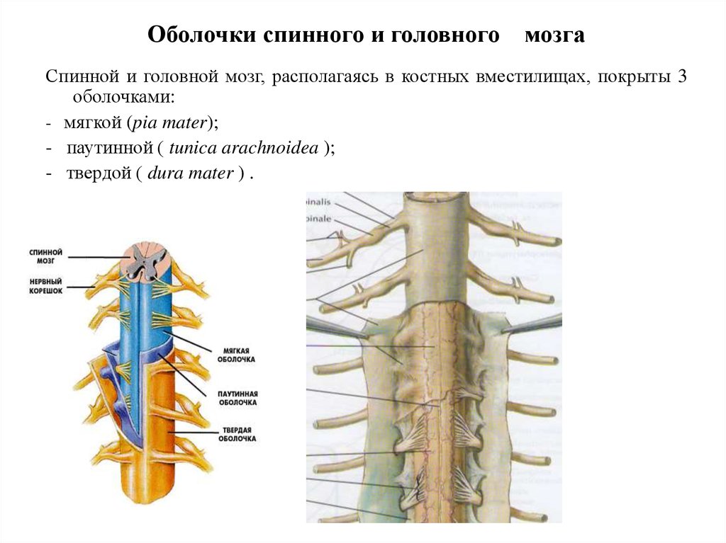 Структура головного и спинного мозга