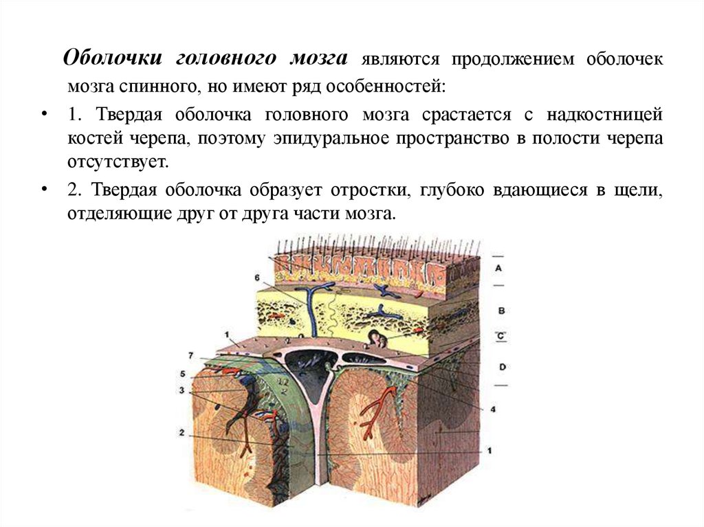 Особенности оболочек головного мозга. Твёрдая оболочка головного мозга. Оболочки и желудочки головного мозга. К оболочкам головного мозга относятся. Мозговые оболочки головного.