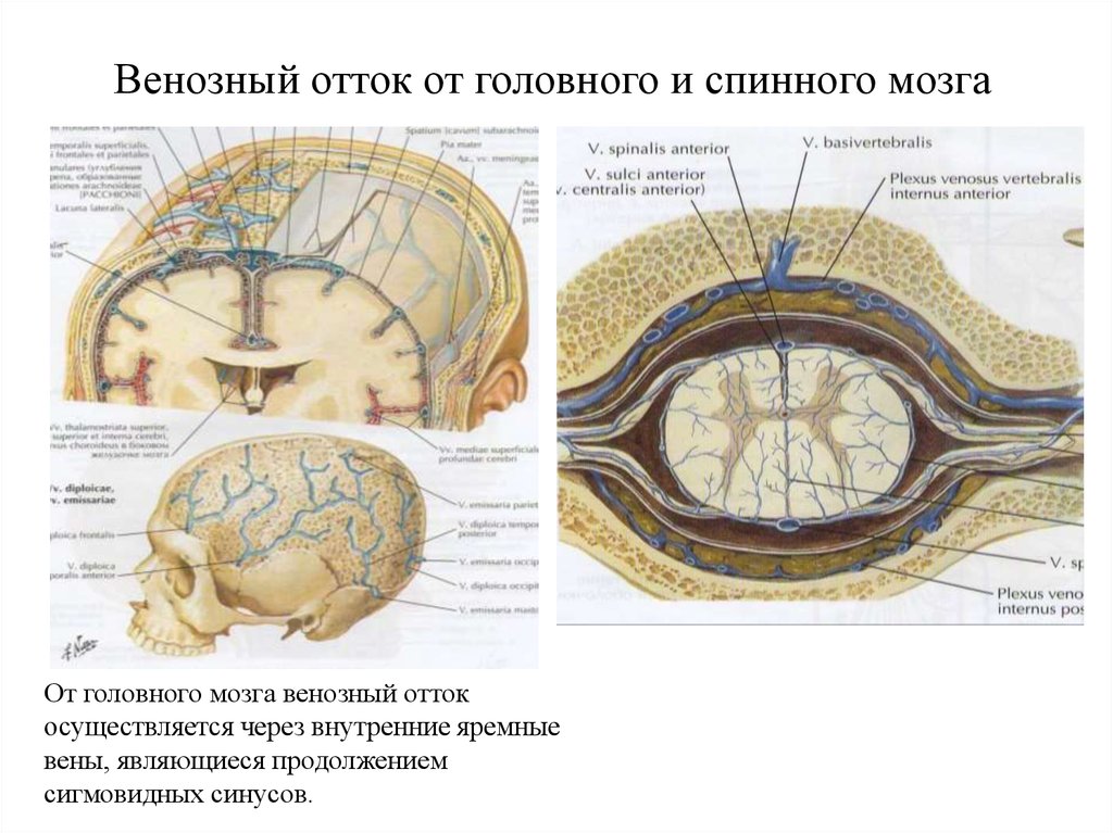 Вены головного мозга схема