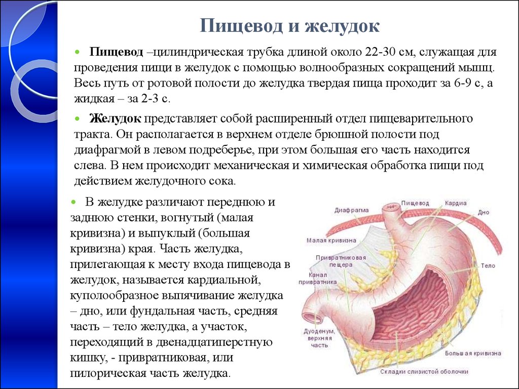 Слова пищевод. Анатомия строения пищевода и желудка. Желудок топография строение. Строение и функции пищевода и желудка. Желудок строение и функции.