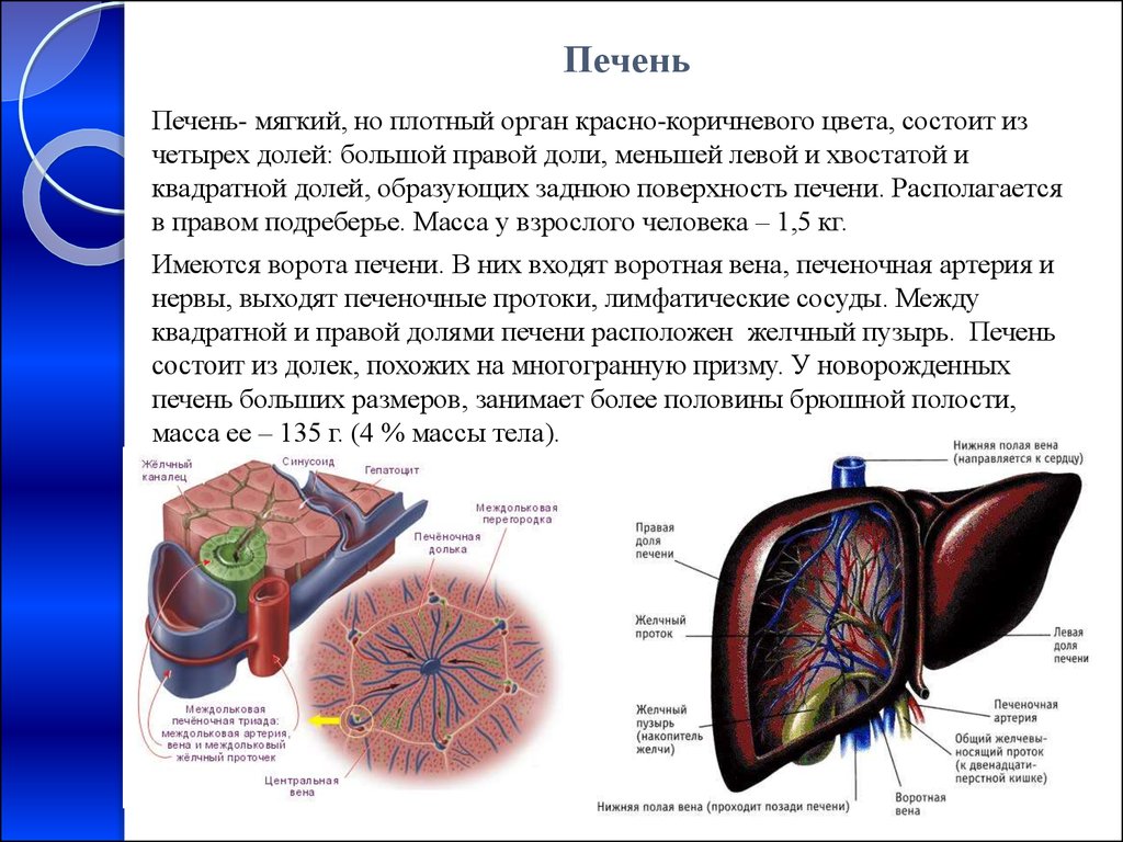 Печень относится к системе органов. Доли печени анатомия. Строение печени 4 доли. Печень макроскопическое строение анатомия. Строение печени края.