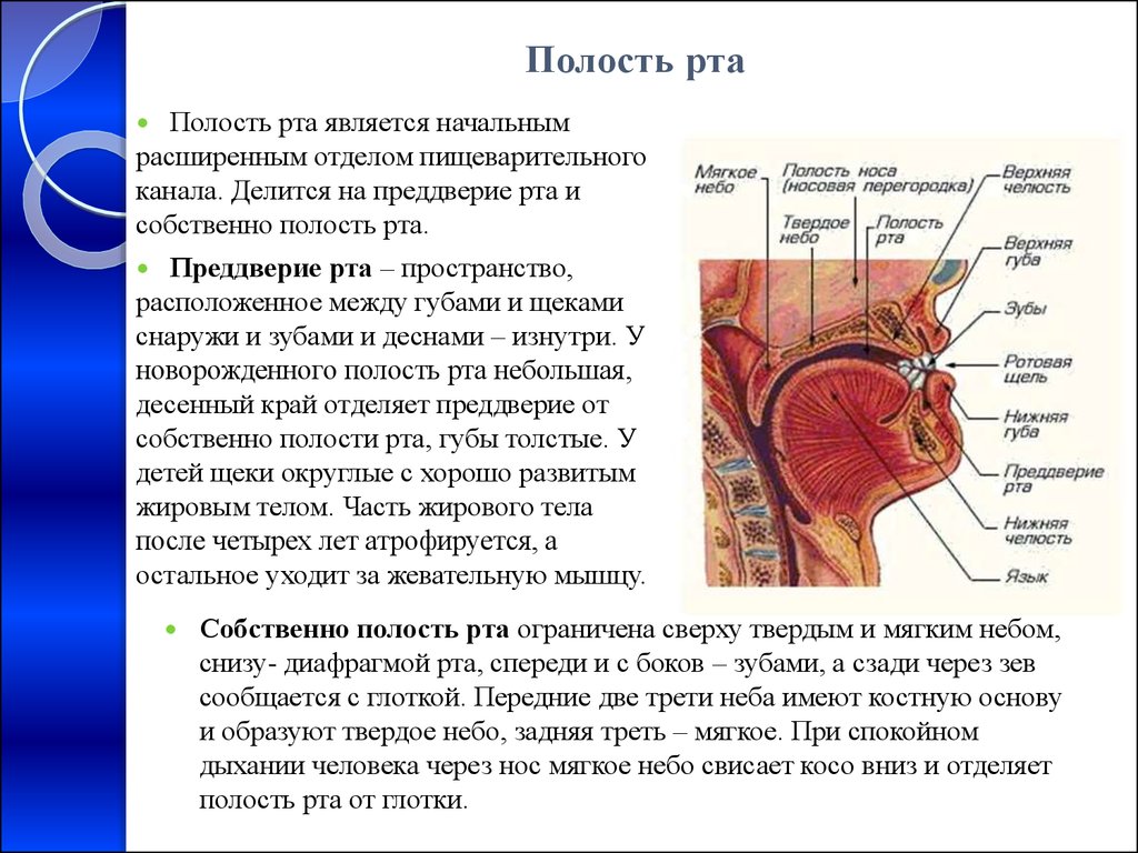 Функции ротовых органов