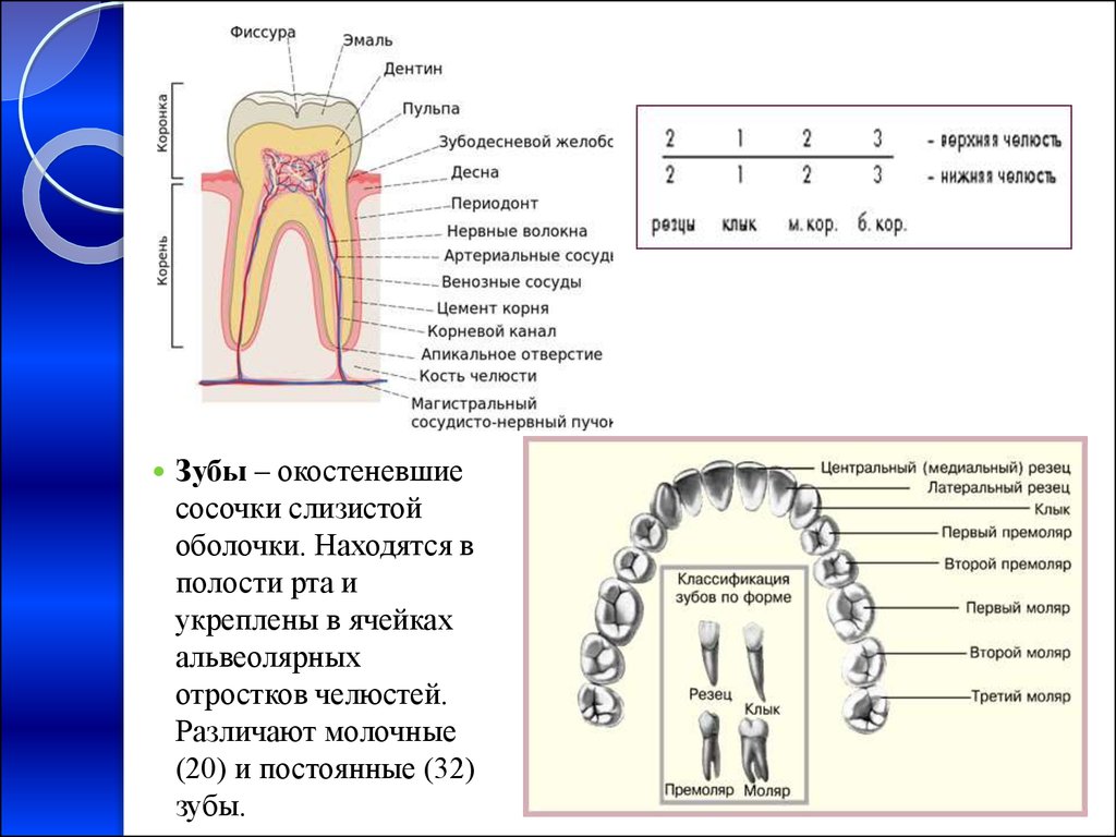 Премоляры и моляры предназначены для у млекопитающих. Зубы моляры премоляры резцы. Зубы 8 моляры премоляры. Формула зубов резцы моляры премоляры. Моляры премоляры резцы клыки у человека.