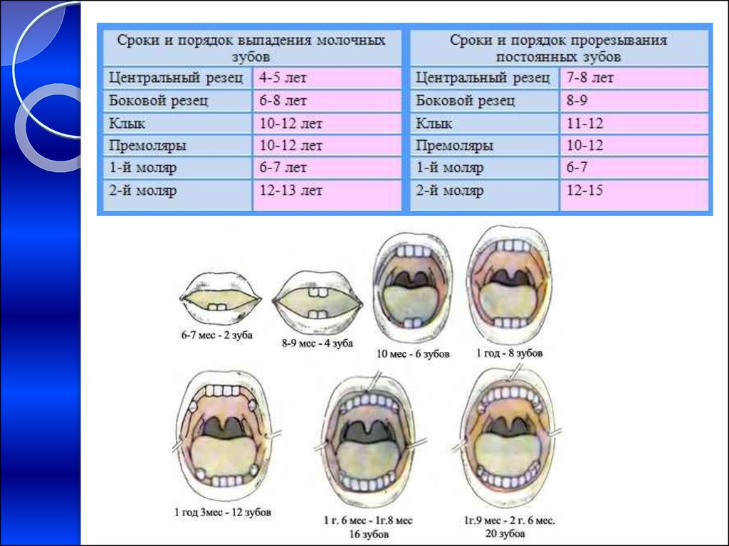 Выпавший какое время. Зубы у детей порядок прорезывания молочных и постоянных. Сроки прорезывания и выпадения зубов. Зубы порядок прорезывания у детей и Возраст постоянных зубов. Сроки прорезывания постоянных зубов схема.