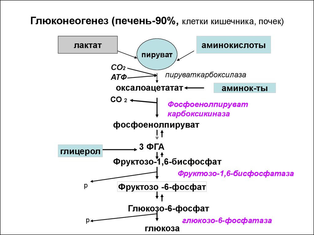 Конечные продукты реакций. Глюконеогенез биохимия схема. Схема процесса глюконеогенеза биохимия. Реакции глюконеогенеза биохимия схема. Схема реакций глюконеогенеза.