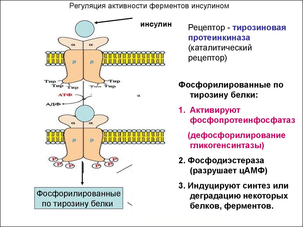 Сигнала фермент. Инсулин мембранный механизм. Передача сигнала инсулина рецепторы. Активация рецептора инсулина тирозиновой протеинкиназы. Механизм действия инсулина ферментов.