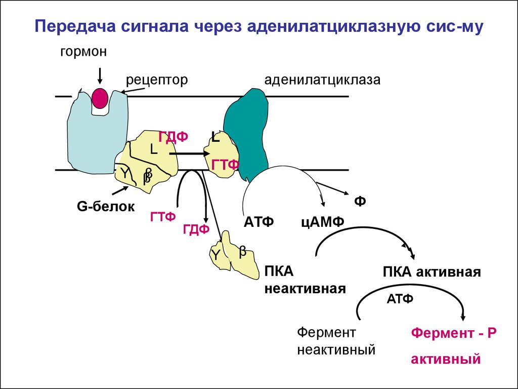 Сигналы рецепторов. Рецептор гормона аденилатциклазная система. Аденилатциклазная система передачи сигнала. Гормон, Рецептор, g-белок и аденилатциклаза.. Схема аденилатциклазного пути передачи сигнала.