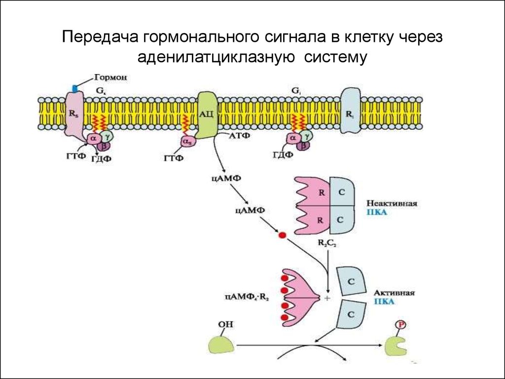 Передача гормонального сигнала в клетку через аденилатциклазную систему