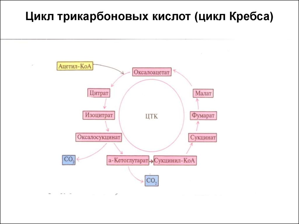 Цикл трикарбоновых. Цикл трикарбоновых кислот схема. ЦТК схема. Нарушения ЦТК. Цикл ЦТК.