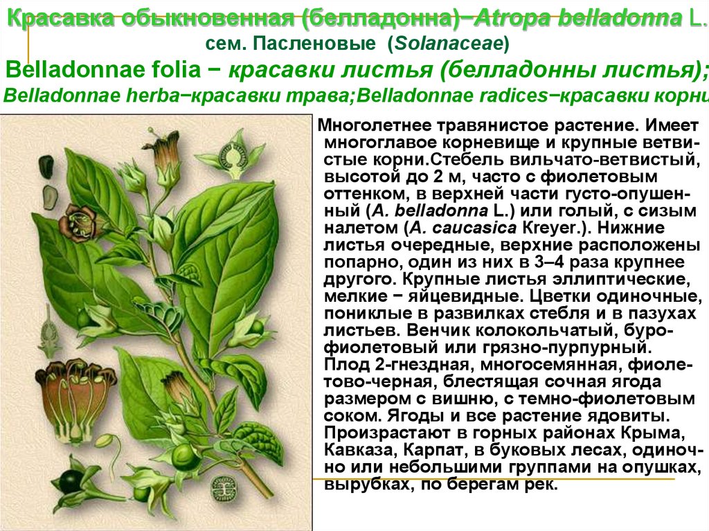 Лист краткое содержание. Белладонна ядовитое растение описание. Красавка (белладонна) обыкновенная сырье. Красавка обыкновенная сырье. Листья красавки обыкновенной сырье.