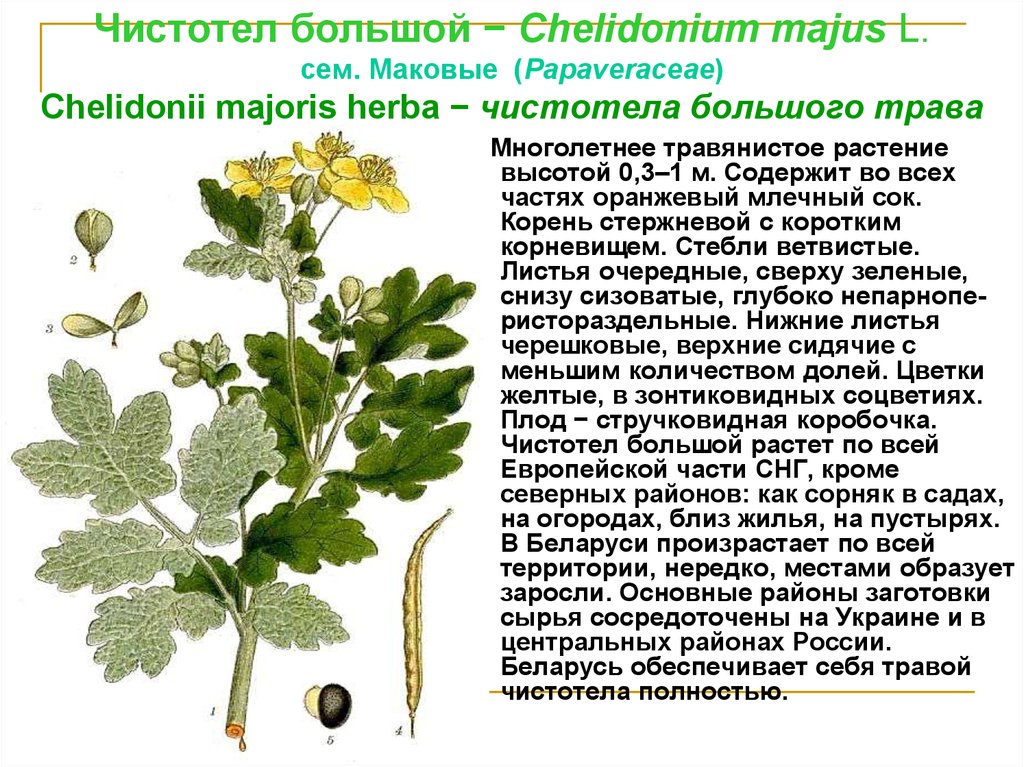 Можно давать чистотел. Чистотел Chelidonium majus. Чистотел большой (Chelidonium majus l.). Chelidonium majus листья. Чистотел большой (маковые).