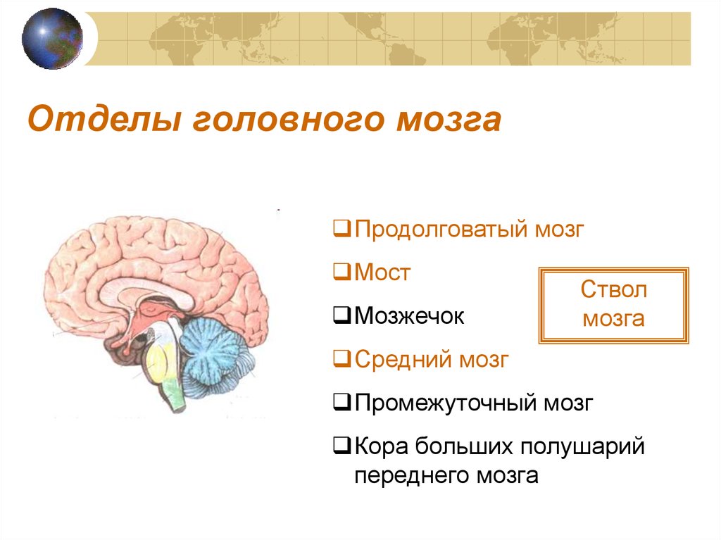 Функции заднего отдела мозга. Отделы ствола мозга. Классификация отделов головного мозга. Сколько отделов в головном мозге. Тест на тему промежуточный мозг.