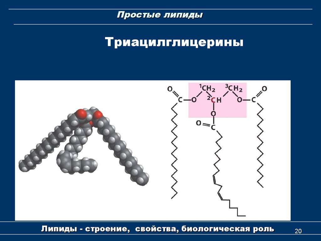 Строение фосфолипида. Строение простых липидов. Химическая структура липидов. Строение молекулы липида. Простые липиды.