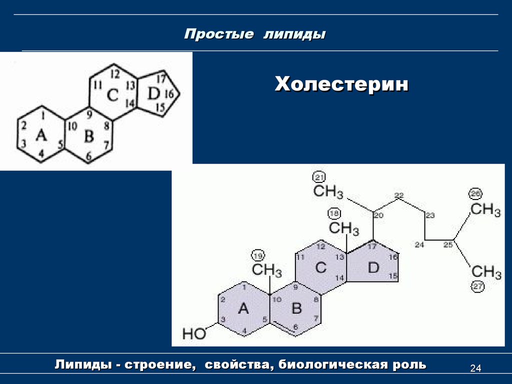 Простые липиды жиры. Строение простых липидов. Структура простых липидов. Химическая структура липидов. Строение липидов формула.