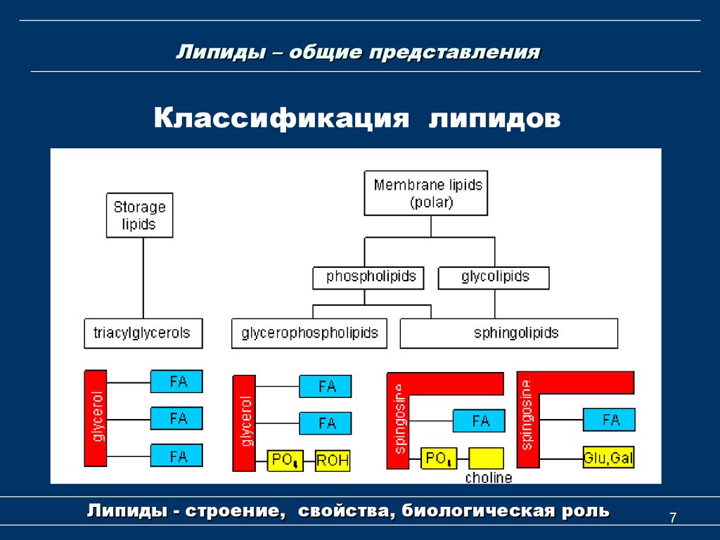 Классификация представления. Биологическая классификация липидов. Строение и классификация липидов. Классификация и биологическая роль липидов. Липиды строение классификация биологическая роль.