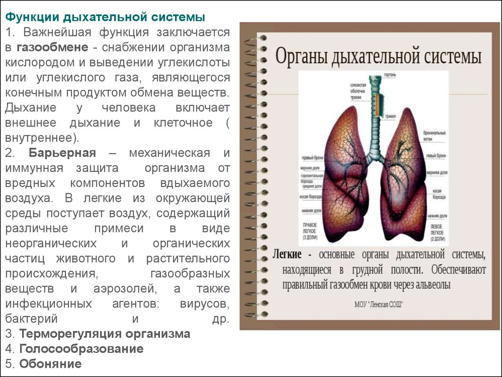 Легкие доклад 3 класс. Дыхательная система. Органы дыхания. Функции дыхательной системы. Дыхательная система доклад.