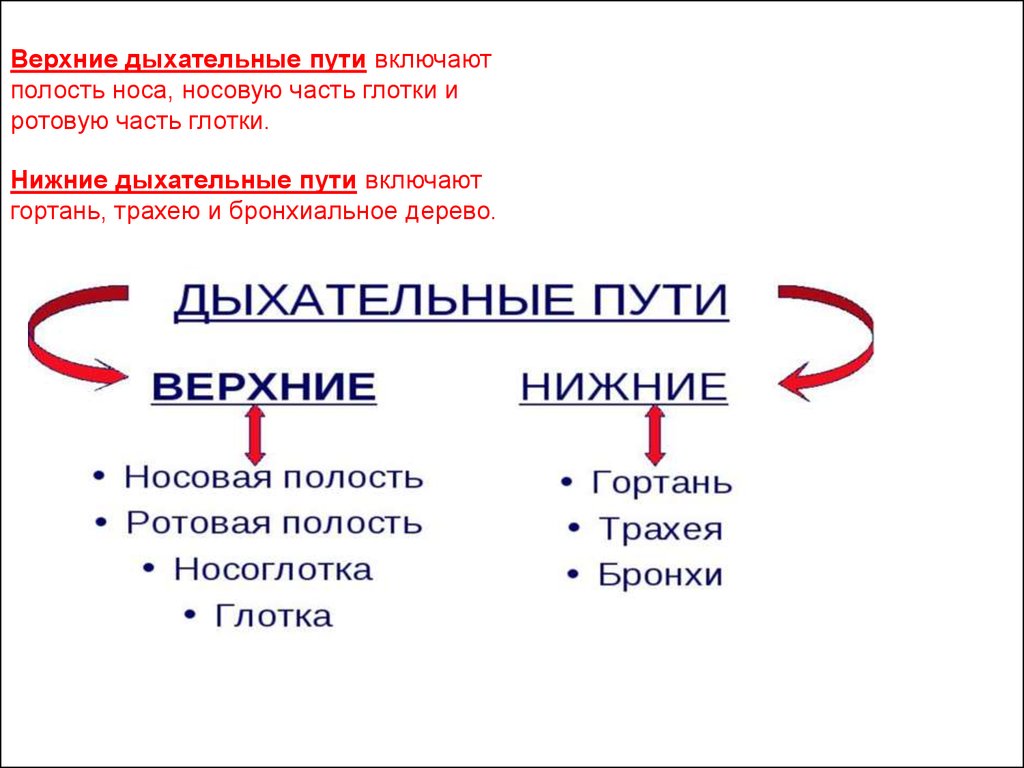 Верхний путь. Верхние и нижние дыхательные пути. Функции нижних дыхательных путей. Верхние и н жние дыхательные пути. Верхние дыхательные пути и нижние дыхательные пути.