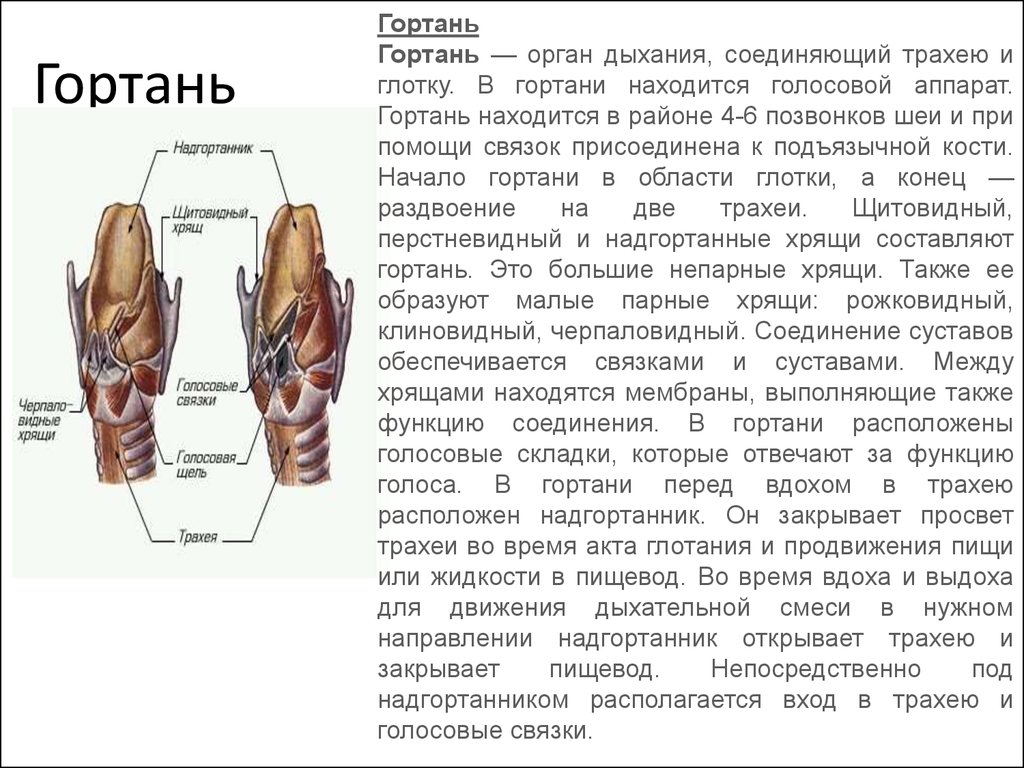 В состав какой системы входит гортань. Гортань строение и функции анатомия. Особенности строения гортани. Структуры дыхательной системы гортань. Характеристика строения гортани.