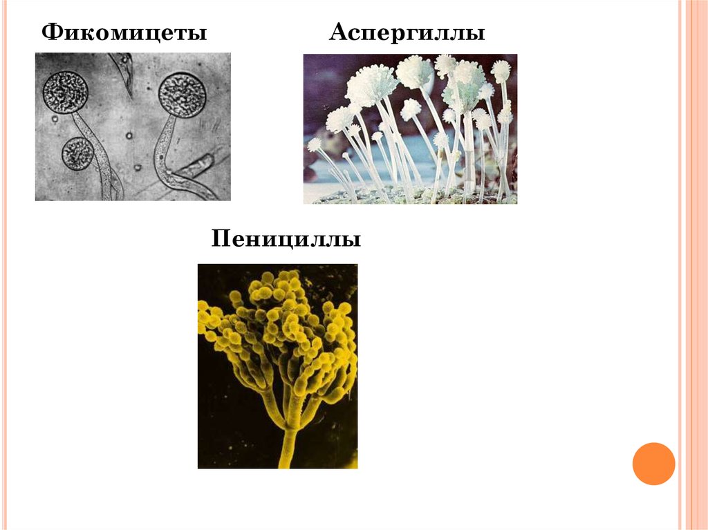 Пеницилл консумент. Фикомицеты Phycomycetes. Строение гриба аспергилла и пеницилла. Фикомицеты грибы. Пеницилл и аспергилл.