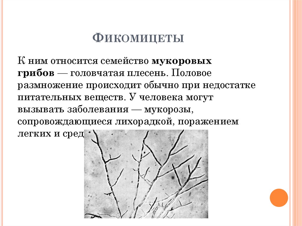 Происходит обычно. Фикомицеты. Фикомицеты грибы. К фикомицетам относятся. Строение фикомицетов.