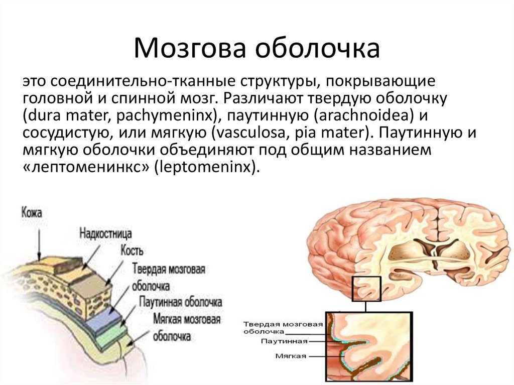 Паутинная оболочка. Паутинная оболочка головного мозга. Паутинная оболочка головного мозга функции. Оболочки головного мозга твердая паутинная и мягкая оболочки. Твердая мозговая оболочка , мягкая, паутинная головного мозга.