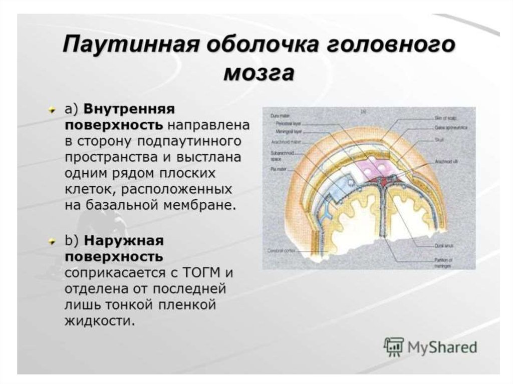 Пространства головного мозга. Паутинная оболочка головного мозга функции. Грануляция паутинной оболочки анатомия. Расположение паутинной оболочки головного мозга. Паутинная мозговая оболочка анатомия.