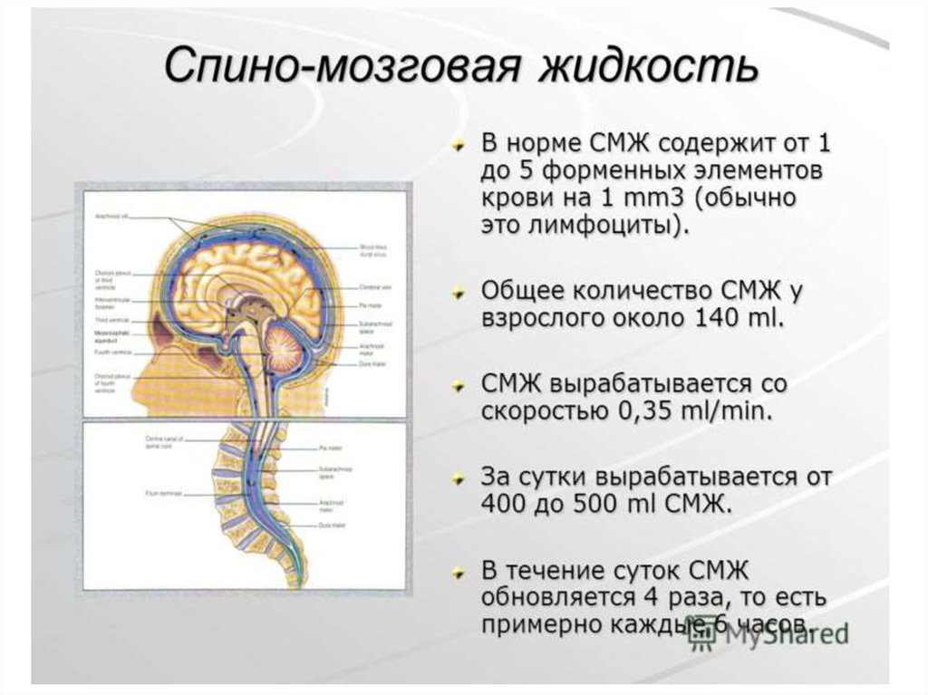 Вопросы по головному мозгу. Циркуляция ликвора в спинном мозге. Ликвор спинномозговая жидкость. Ликворная система головного мозга анатомия. Функции спинномозговой жидкости спинного мозга.