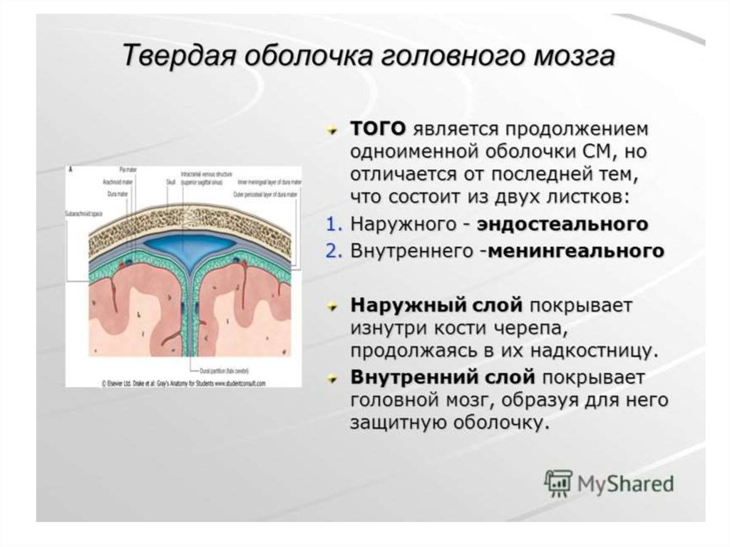 Оболочки мозга. Строение твердой мозговой оболочки. Перечислите оболочки головного мозга. Поперечный срез оболочек головного мозга. Оболочка головного мозга твёрдая мозговая оболочка.