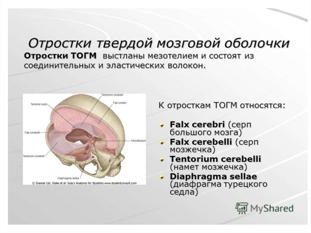 Твердая мозговая оболочка намет мозжечка. Дубликатуры отростки твердой мозговой оболочки. Диафрагма седла твердой оболочки головного мозга. Твердая мозговая оболочка анатомия.