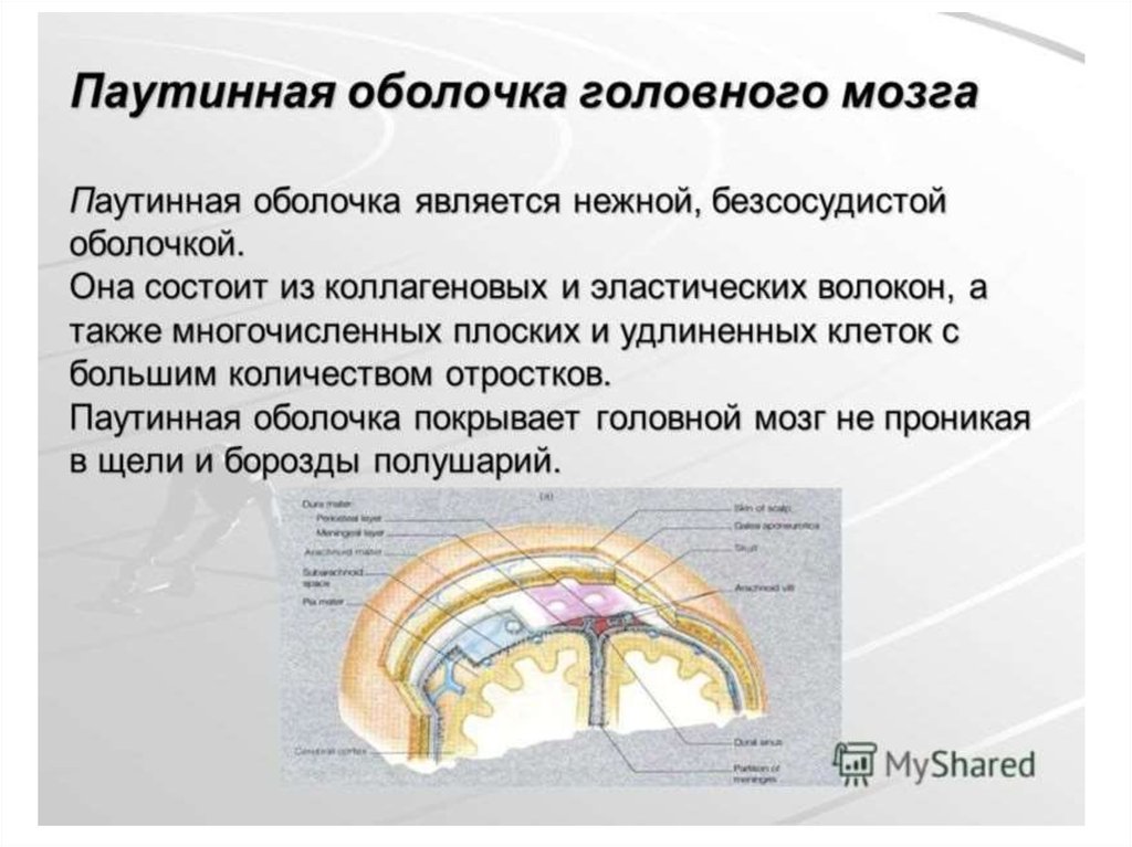 Особенности и функции оболочки. Функции паутинной оболочки головного мозга. Арахноидальная оболочка головного мозга. Паутинная оболочка мозга анатомия. Паутинная мозговая оболочка спинного мозга.