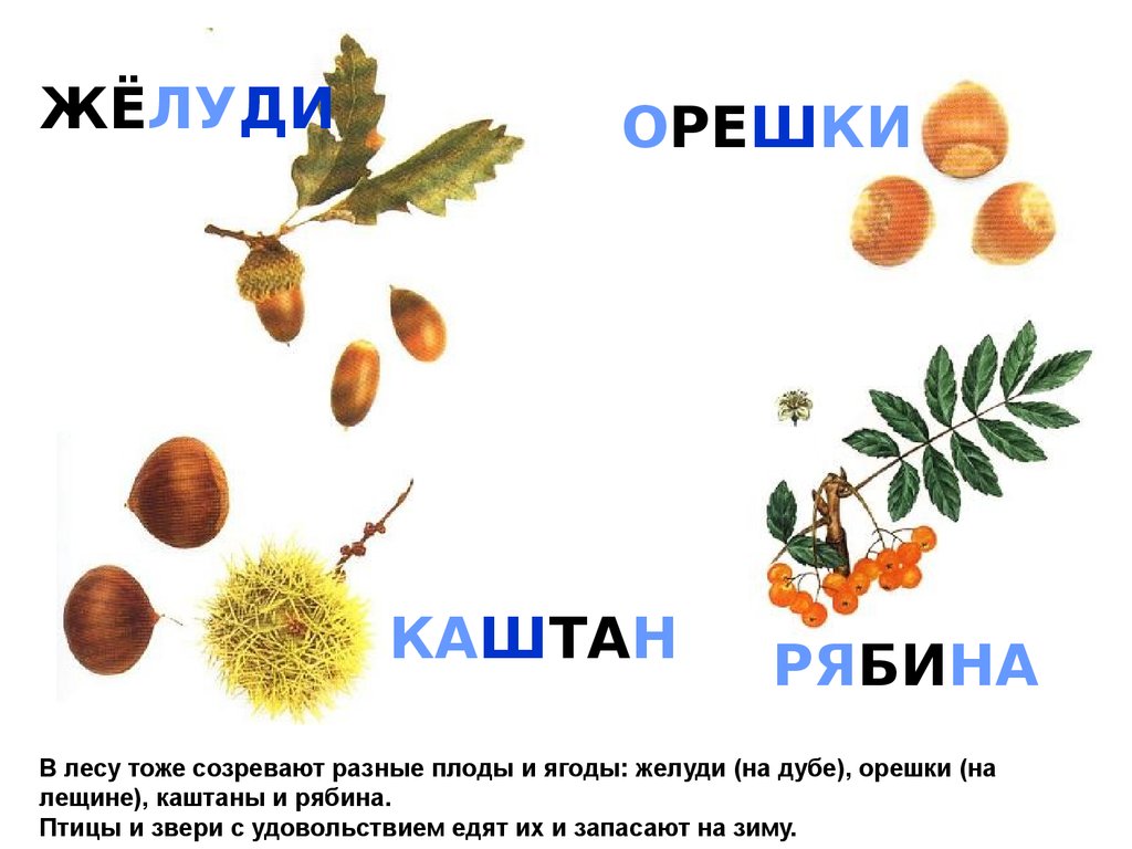 В лесу тоже созревают разные плоды и ягоды: желуди (на дубе), орешки (на лещине), каштаны и рябина. Птицы и звери с удовольствием едят их и запа