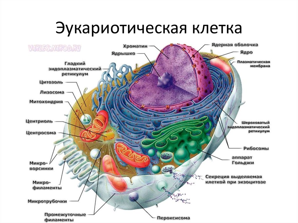 Схема строения эукариотической клетки