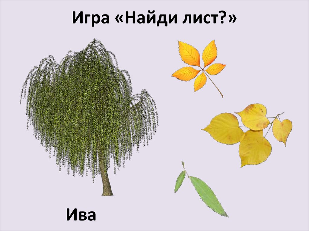 Игра «Найди лист?»