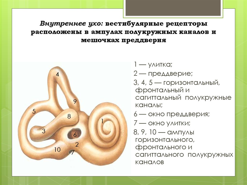 Ушная улитка строение. Строение улитки внутреннего уха. Строение мешочков и полукружных каналов внутреннего уха. Строение внутреннего уха. Улитка преддверие полукружные каналы.