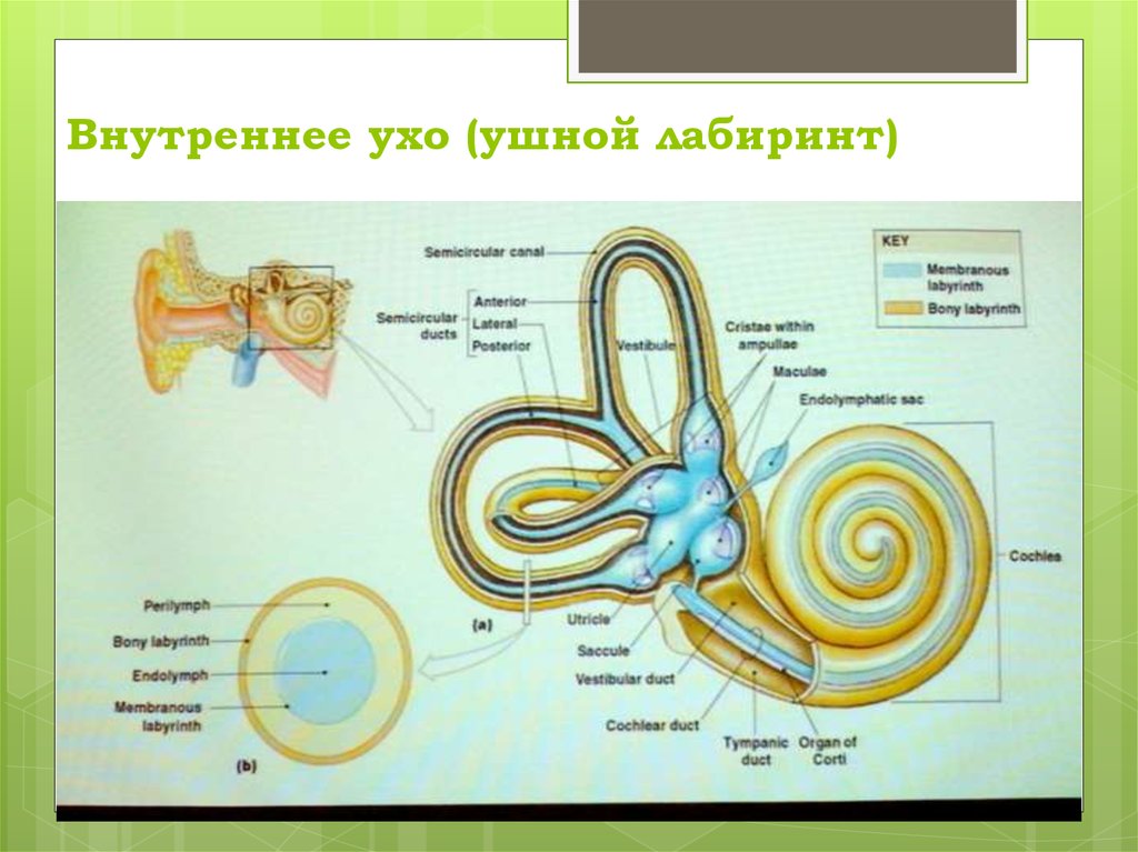 Функция улитки в ухе. Строение Лабиринта внутреннего уха анатомия. Улитка Лабиринта внутреннего уха. Строение уха Лабиринт. Строение Лабиринта внутреннего уха.