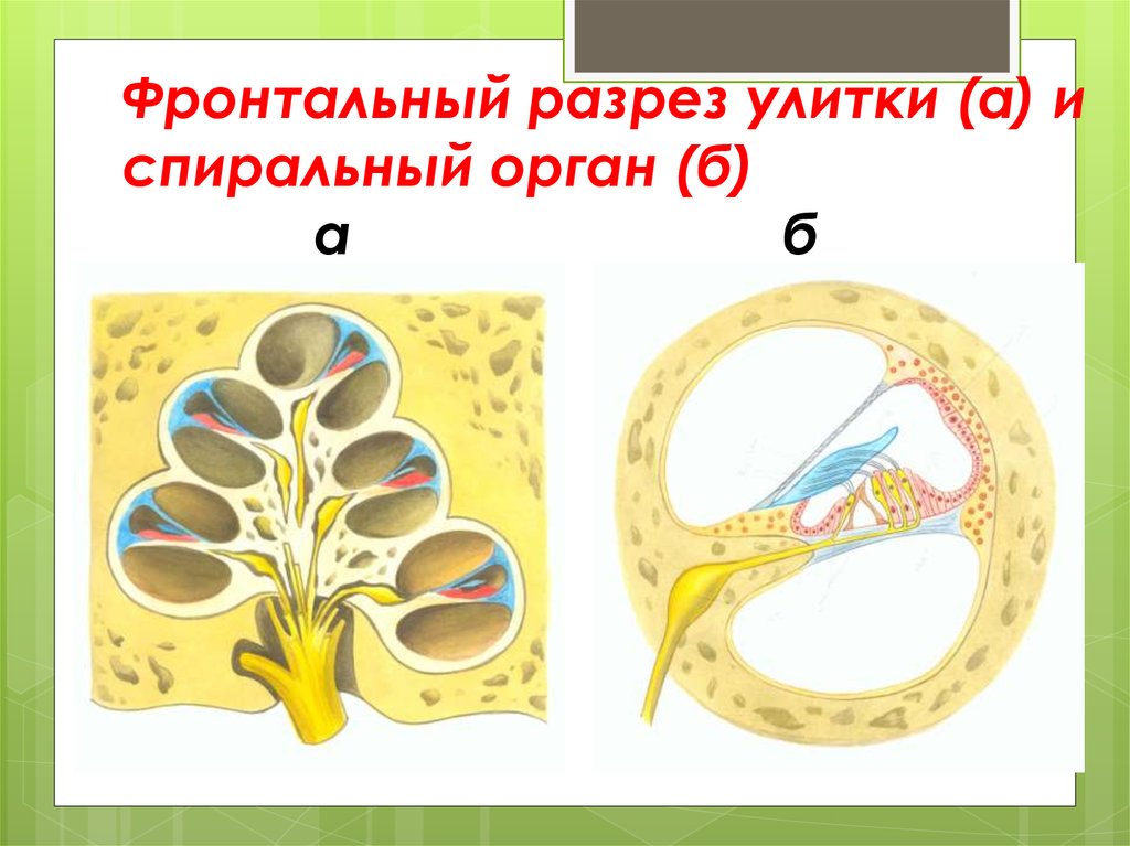 Схему поперечного разреза улитки