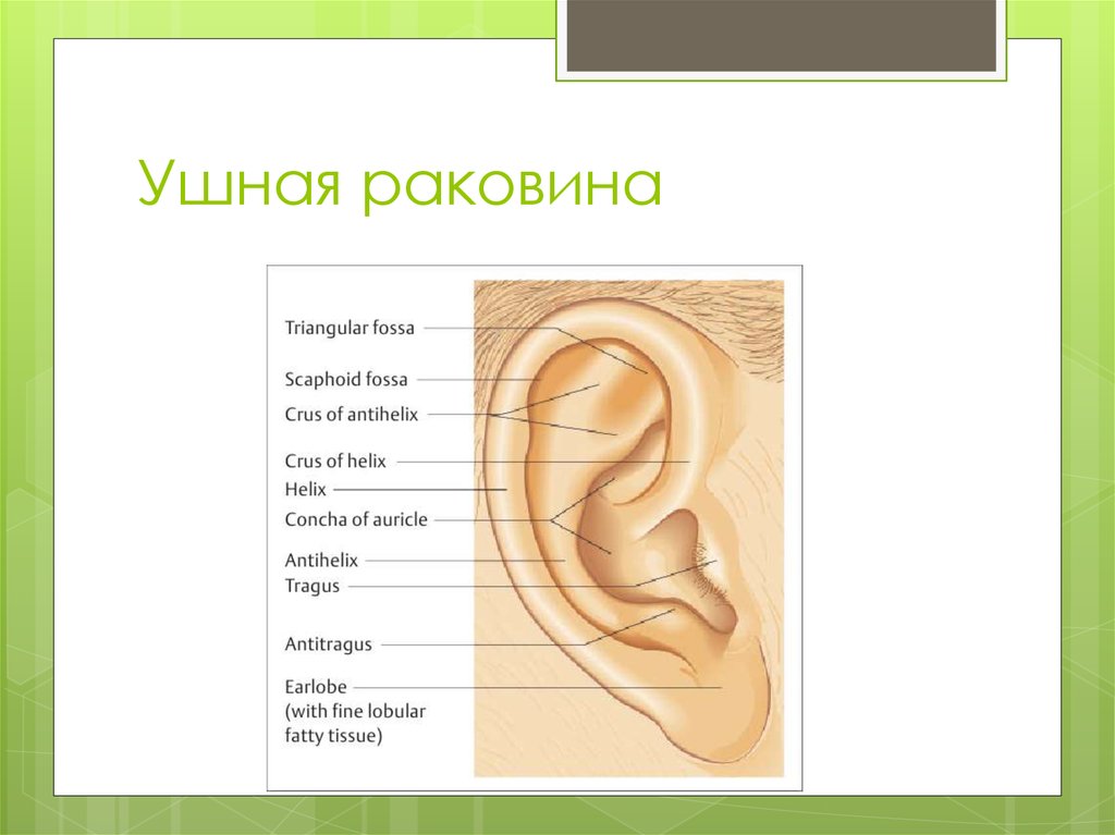 Особенности ушной раковины. Мочка ушной раковины анатомия. Наружная ушная раковина анатомия. Анатомия ушной раковины человека. Строение ушной раковины анатомия.