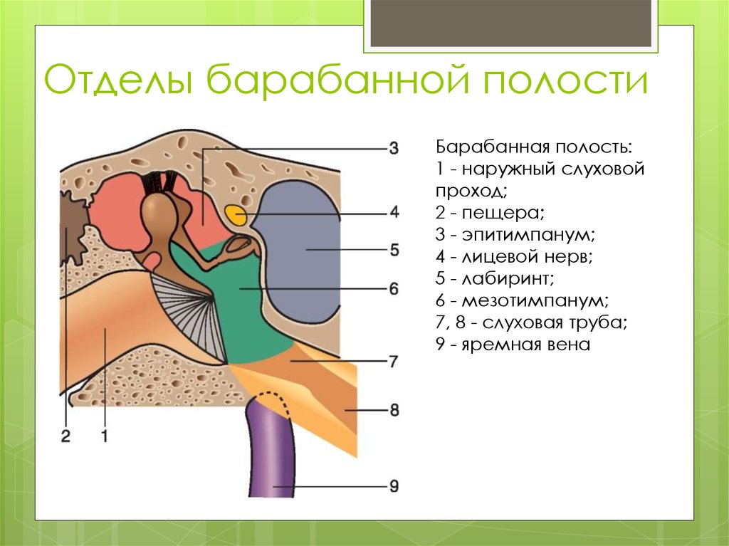 Среднее ухо схема