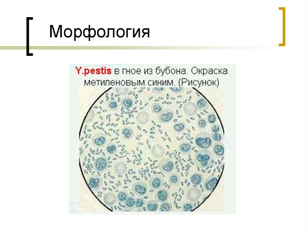 Морфология вещество