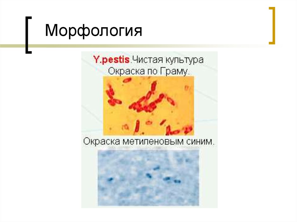 Морфология вещество