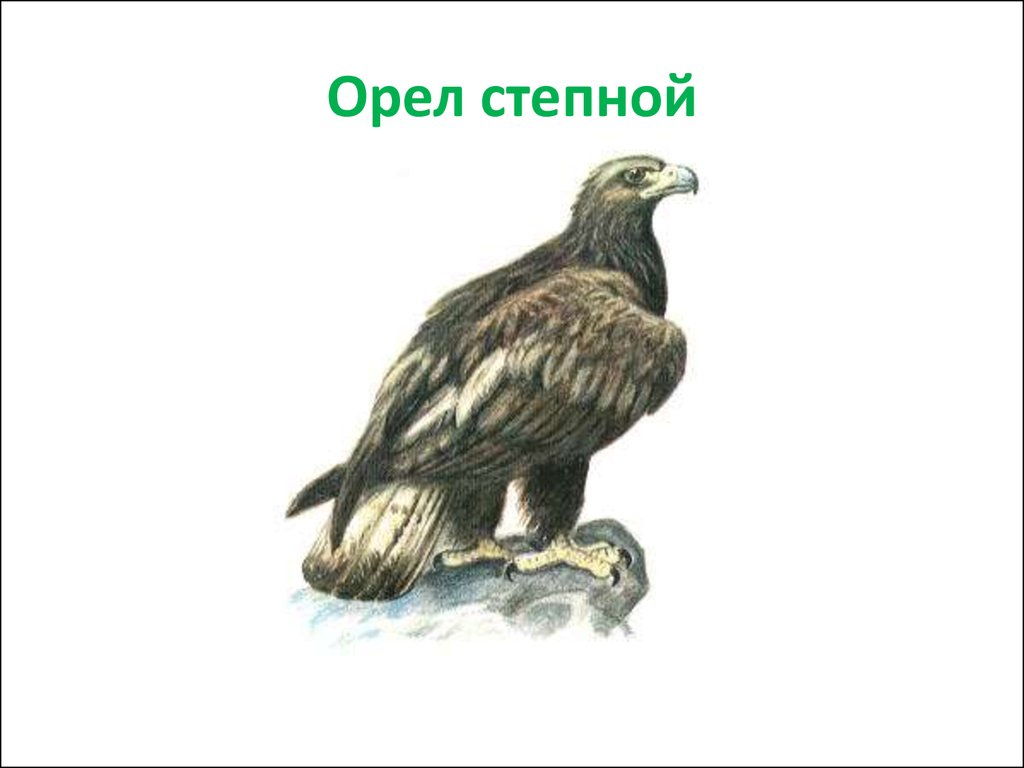 Орел 4 класс. Степной Орел. Сообщение о Степном Орле. Орел 3 класс. Степной Орел с подписью.