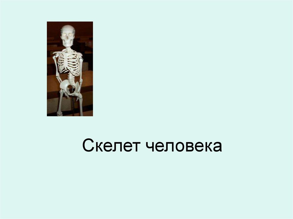 Скелет участвует в обмене. Скелет для презентации. Фоксфорд тема: скелет человека. Конец презентации скелет.