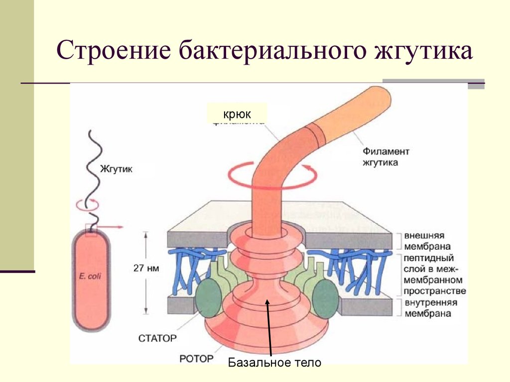 Жгутиковая бактерия фото