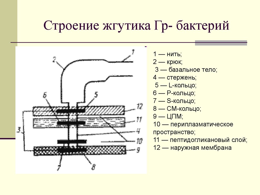 Строение жгутиков. Строение жгутиков бактерий. Схема строения жгутика бактерий микробиология. Строение жгутика микробиология. Строение жгутика у грамотрицательных и грамположительных бактерий.